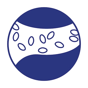 Circulation sanguine