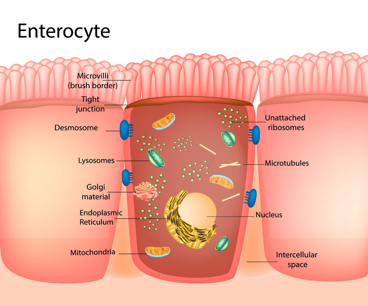 Digestive barrier